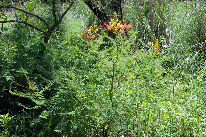 Bird-of-Paradise Shrub is found mainly in the southwestern United States in AZ, CA, GA, NM, NV, OK, TX and UT. Greatest populations are found in Arizona, New Mexico and Utah. Caesalpinia gilliesii 